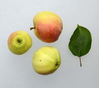 Æblesort gult augustæble